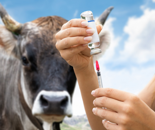mRNA Vaccines for Cows?