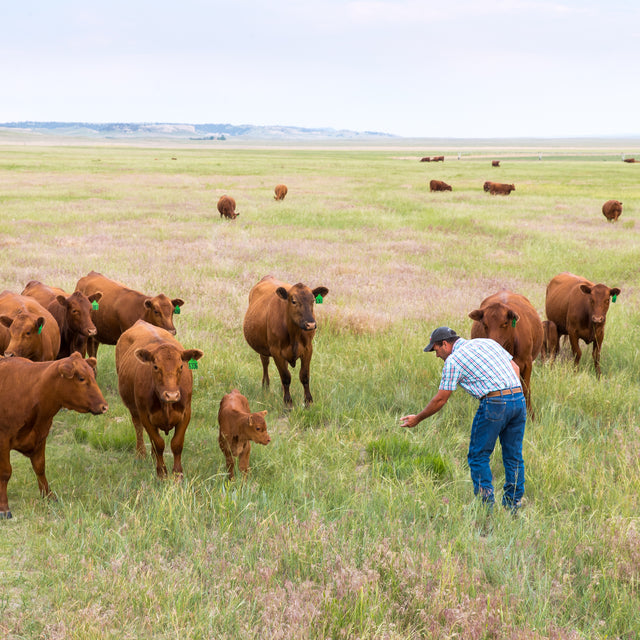 Grass fed beef pasture raise prime beef